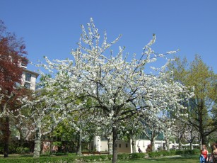 cherry tree